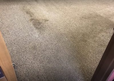 Carpet Cleaning Services by The Carpet Surgeons